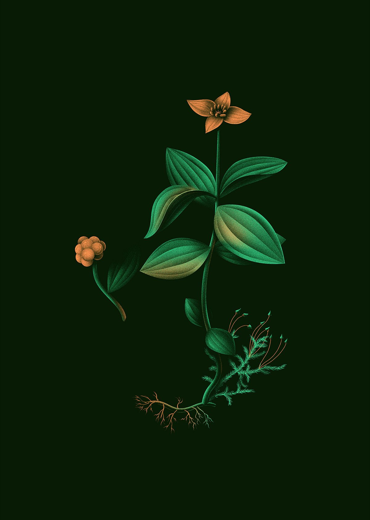 Soubois 酒吧品牌形象設(shè)計(jì) 植物形象圖設(shè)計(jì)