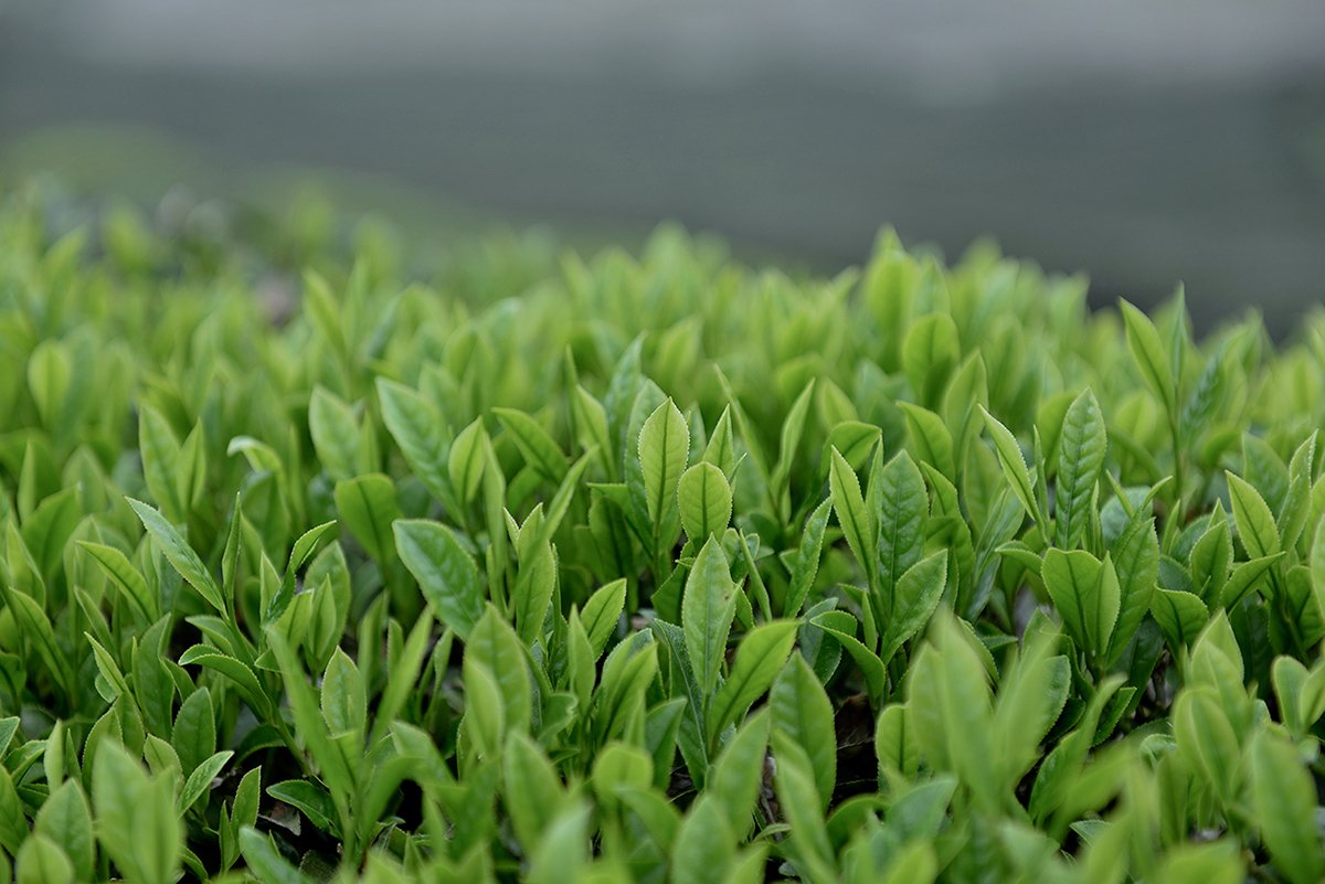深圳VI設計  深圳VI策劃  茶查理茶業(yè)品牌形象設計  場景拍攝